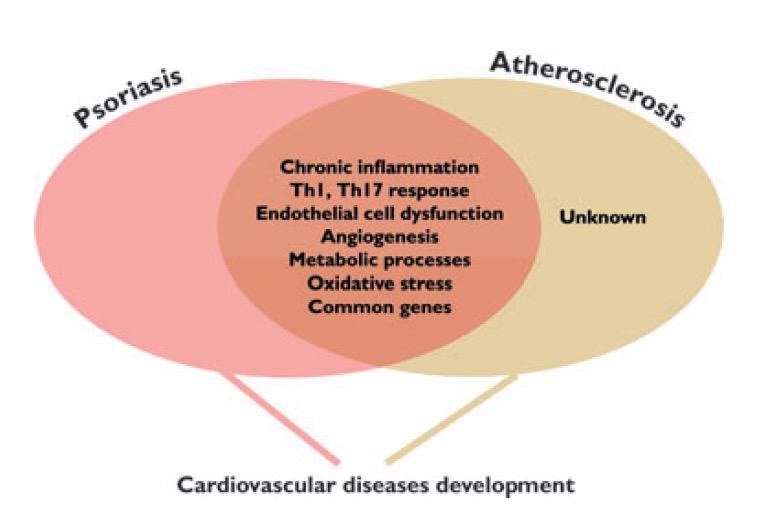 Pathogenetic mechanisms in psoriasis and atherosclerosis with the potential to