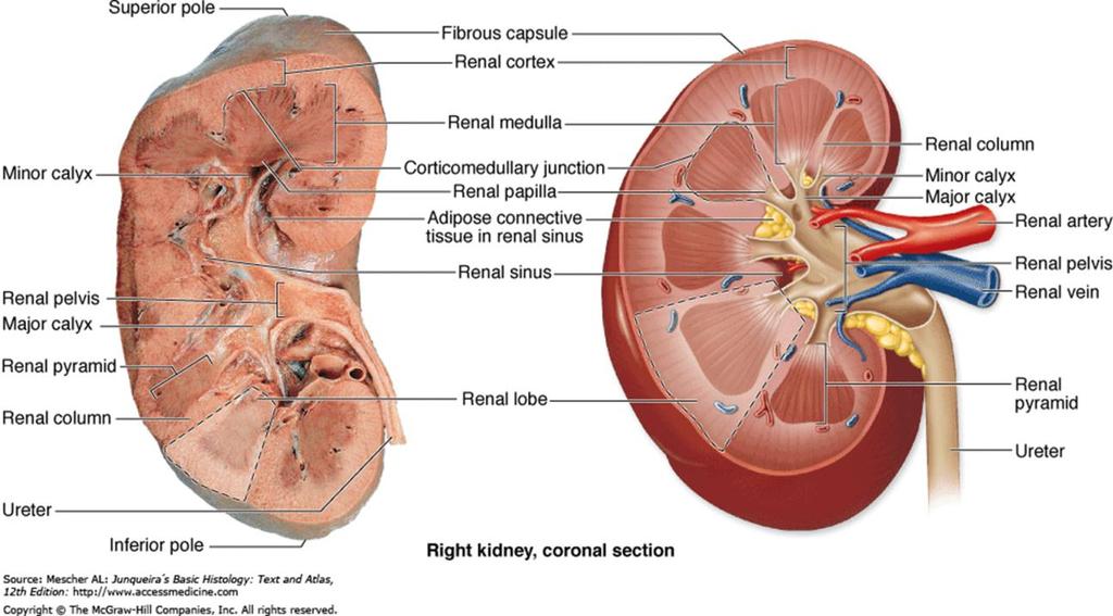 extensions called renal columns. Each medullary pyramid plus the cortical tissue at its base and along its sides constitutes a renal lobe. Each kidney contains 1 1.
