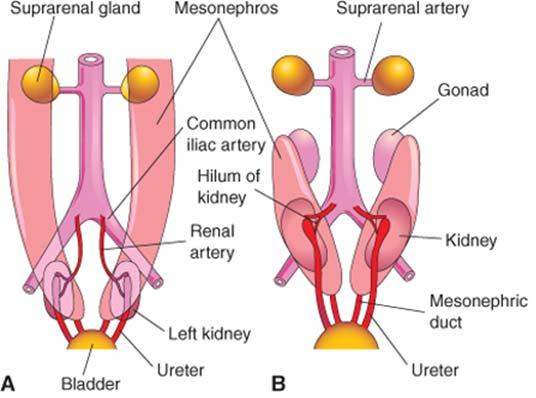 Kidneys change their blood supply while changing