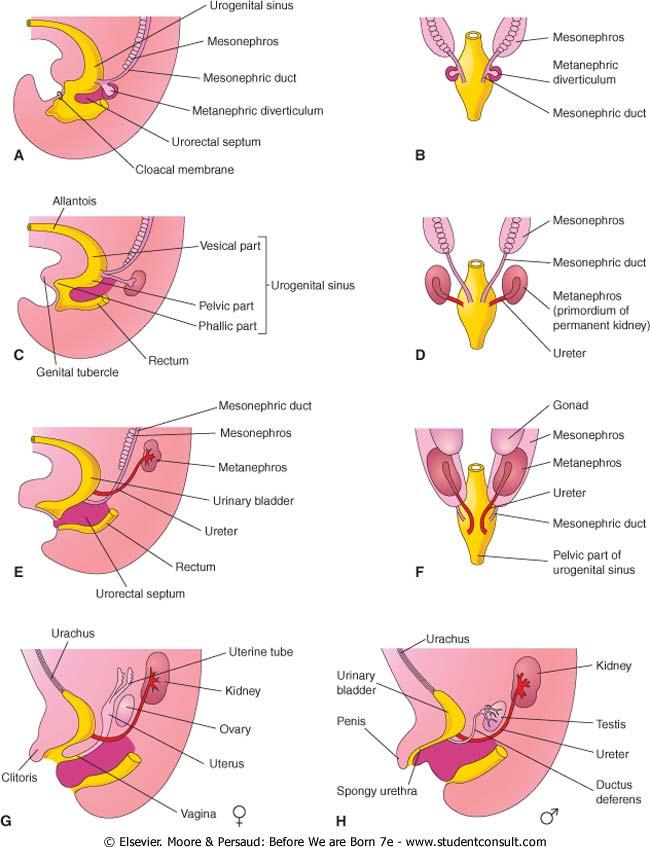 Development of the Ureters Ureters separate from mesonephric ducts and open directly into the bladder The repositioning of kidneys rostrally stretch the ureters