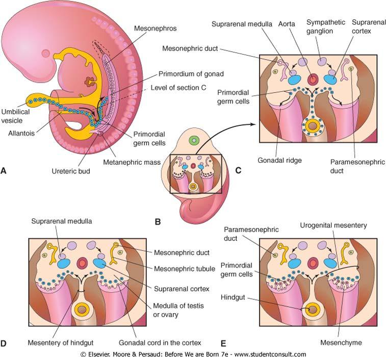 Development of Adrenal Gland Cortex mesoderm Begin at 6 th week between root of mesentery and developing