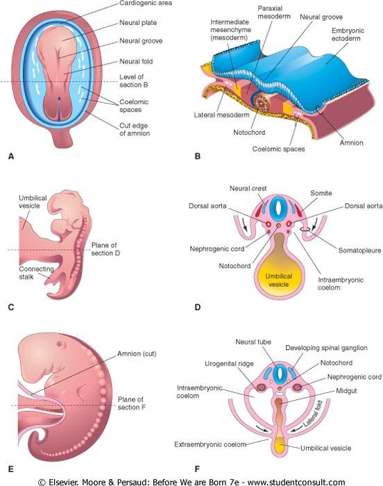 Development of Urogenital System Both the urinary & reproductive systems are closely related (structurally & developmentally) Urogenital system develop from the intermediate mesoderm Urogenital ridge