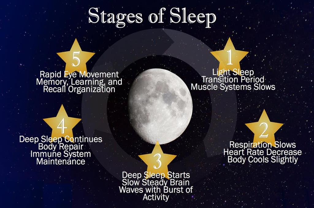 Phases of Sleep https://www.deltasleeper.