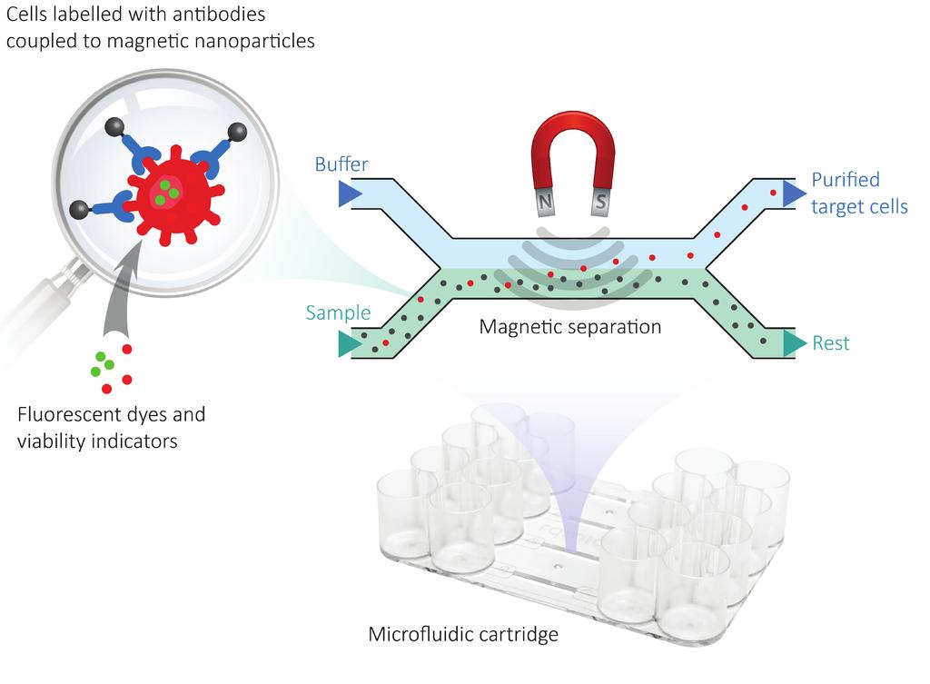 Immunomagnetic Separation and Microfluidics The sample passes through a narrow channel in the microfluidic cartridge.