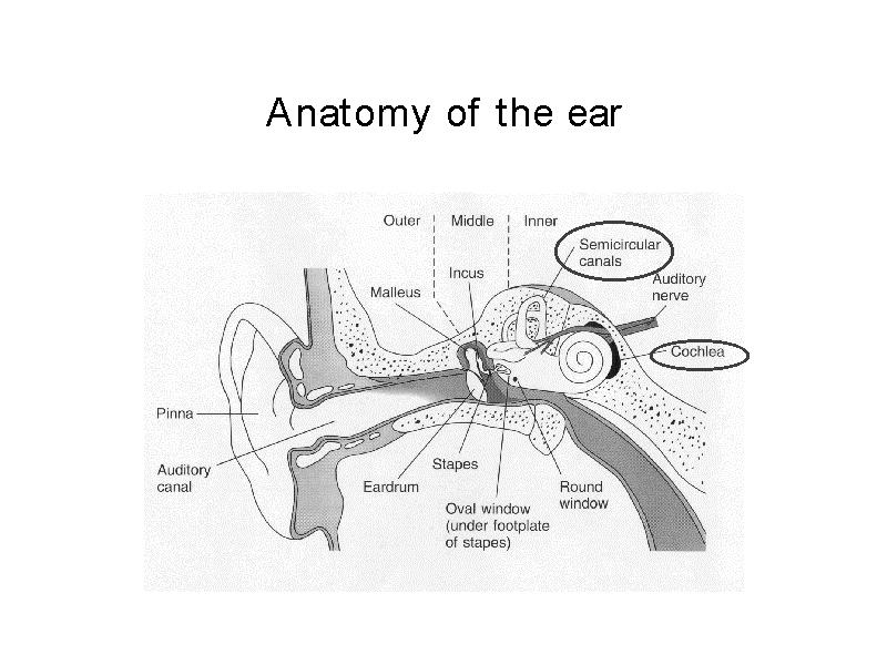 Conduction Level (db) Frequency (Hz) Level (db) Frequency (Hz) Level (db) Frequency (Hz) Level (db) Frequency (Hz) Sound is conducted into the inner ear through the external, or outer ear, and the