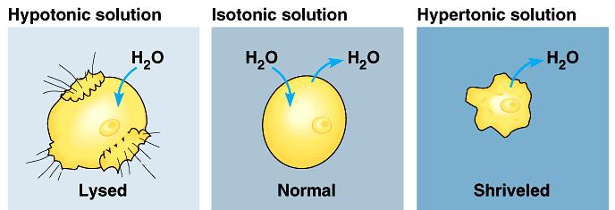 Different Solution Concentrations Affect the Cell due to Osmosis If the solution surrounding the cell has a HIGHER solute concentration HYPERTONIC water goes out of the cell If the solution