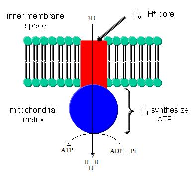 2. Complex II Succinic dehydrogenase: Membrane bound protein. Ubiquinone also receives electrons via FADH2 (complex II) and transfers to cytochrome bc1 complex (complex III).