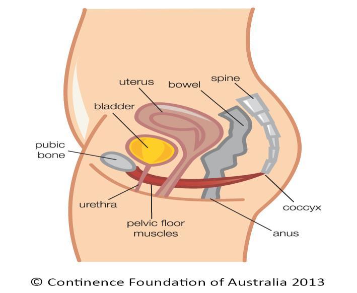 Pelvic Anatomy Female Bladder, uterus and bowel supported by pelvic floor. Pelvic floor is like a muscular trampoline.