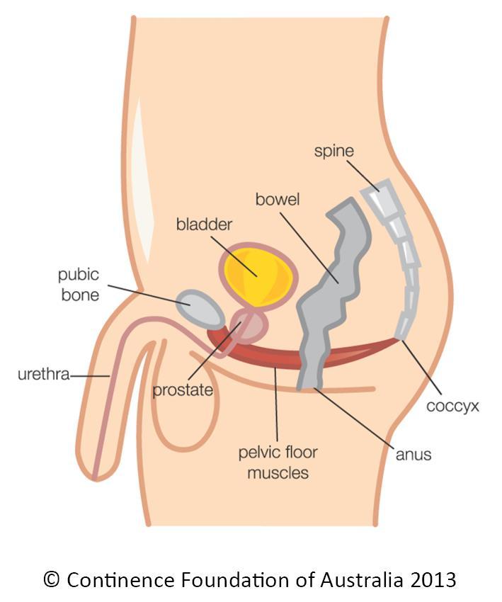 Pelvic Anatomy Male 2