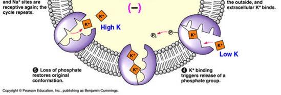 Opening and closing of the channel is controlled by ligand,