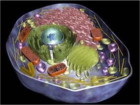 Cell organelles containing membrane Cell membrane Nuclear membrane