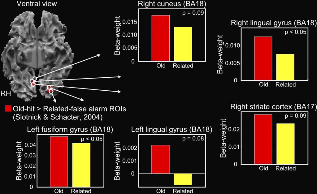 To the right, event-related beta-weights extracted from the left striate cortex region of activity (BA17; see color key to lower right).