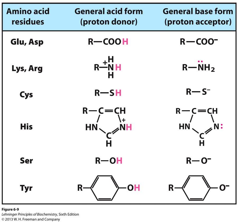 Amino Acids in