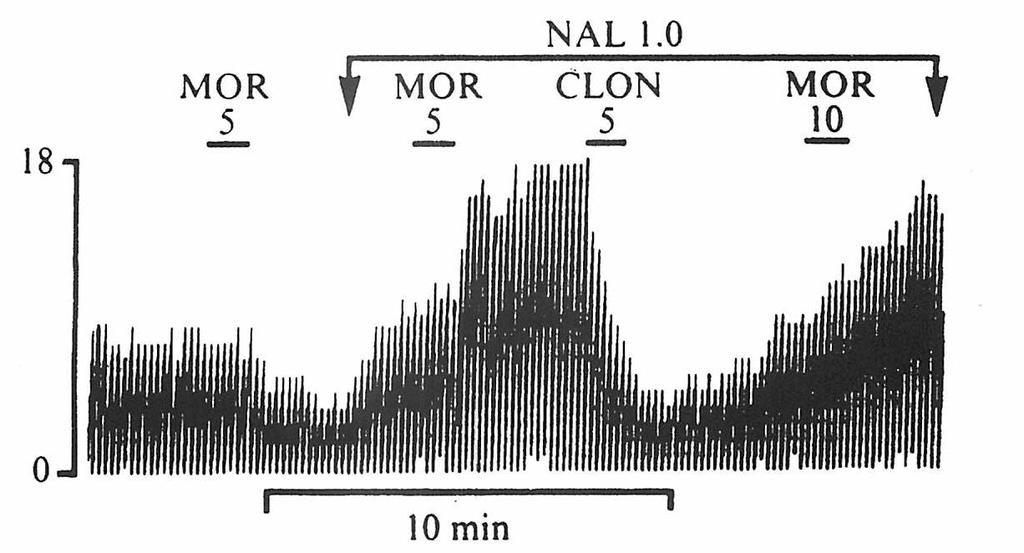 In vivo Electrophysiological Recordings of