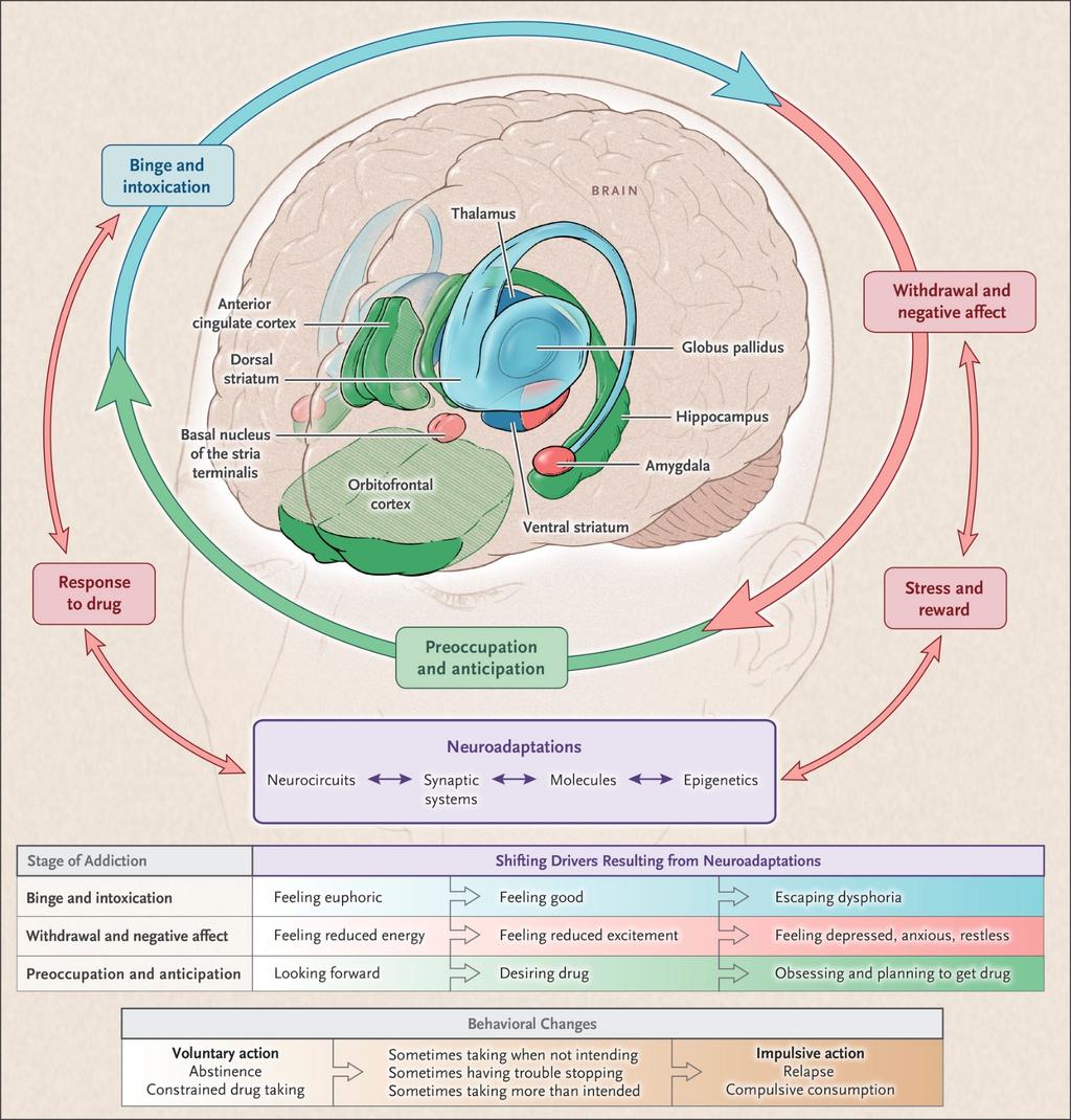 Neurobiologic Advances from the Brain Disease Model of Addiction Nora D. Volkow, M.D., George F.