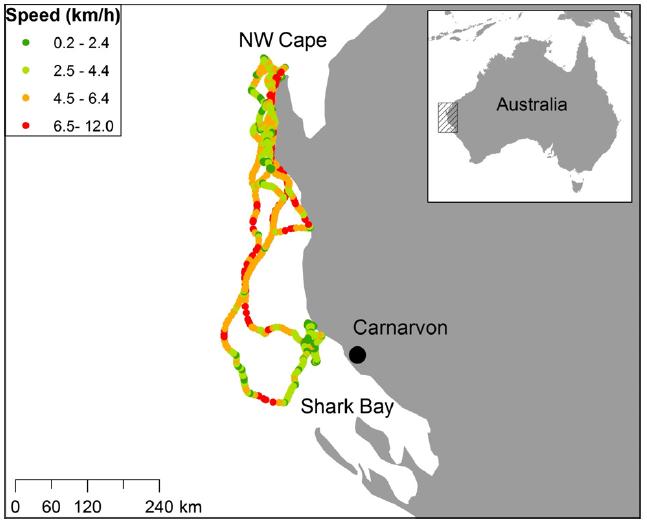 Impact on HB abundance 1 satellite-tagged female 6 days of tracks 3 humpbacks killed in 20.