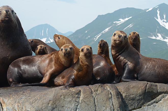Background Abrupt decline of western stock of Steller sea lions (Eumetopias jubatus) across northern North Pacific and southern Bering Sea Widely attributed to nutritional limitation due to a)