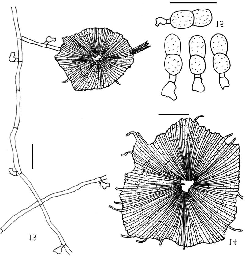 Figs. 13-15. Asterina yamamotoicola. 13. Hyphae with appressoria and ascomata. 14. Ascomata. 15. Ascospores. Bar = 25 µm.