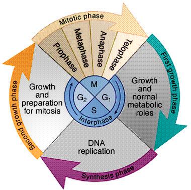 Interphase Divided into 3 phases: u G 1 = 1 st Gap (Growth) cell doing its everyday job cell grows u S = DNA Synthesis