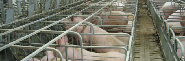 160 sows English