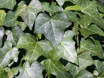 Ivy (Hedera helix; Common ivy; English ivy) It is a climbing and widely distributed plant throughout Europe and Asia.