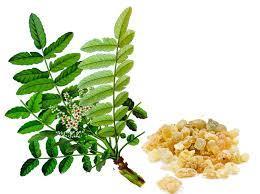 Boswellia serrata It is a plant that produces Indian frankincense (an