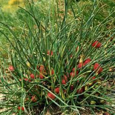 Ephedra (Ma huang) The various species of Ephedra are widespread in many lands,