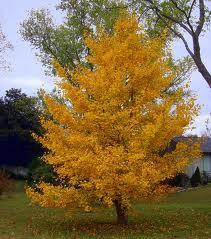 Ginkgo leaves in summer leaves in autumn The aerial parts of Ginkgo biloba Family: Ginkgoaceae Habitat: It is