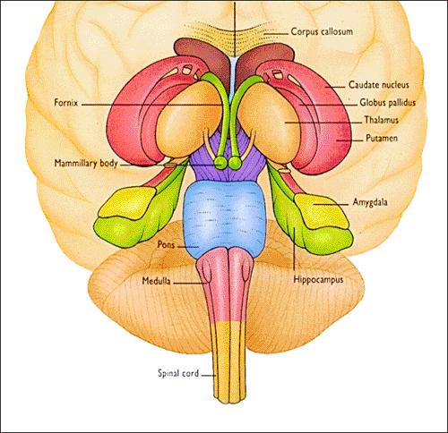 Figure 1.3. The subcortical structures of the brain.