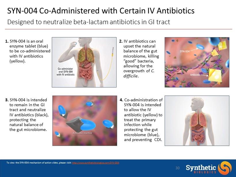 SYN - 004 Co - Administered with Certain IV Antibiotics Designed to neutralize beta - lactam antibiotics in GI tract SYN - 004 Antibiotic To view the SYN - 004 mechanism of action video, please