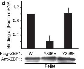 Binding of 32 P-zipcode Phosphorylation of Tyr396 by Src kinase