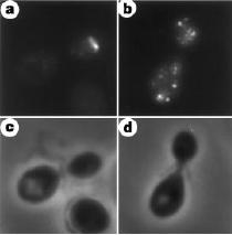 ASH1 mrna travels along the actin cytoskeleton Control Experimental Delocalized by: ACT1 mutants Actin assembly proteins (SHE5) MYO4 mutants Actin depolymerization drugs FISH Phase Takizawa et al.