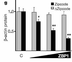 ZBP1 binds to the zipcodes and is required for transport.