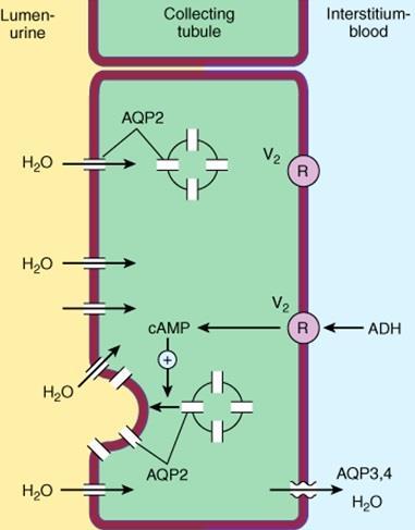 Antidiuretic Hormone (ADH) (AQP2, apical aquaporin water channels;