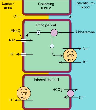 The Ion transport pathways in the