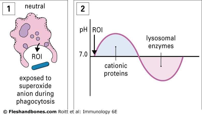 During phagocytosis there is immediate exposure to reactive oxygen intermediates (ROIs) (1). This leads to a transient increase in ph, when cationic proteins may be most effective (2).