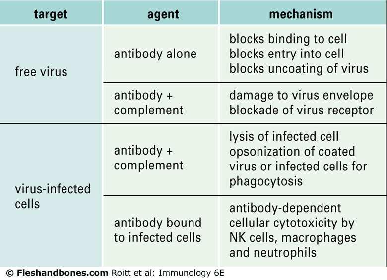 Antibody acts to neutralize virus or kill virally infected cells. Entry of virus at mucosal surfaces is inhibited by IgA.
