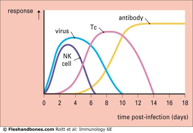 Kinetics of host defences in response to a typical acute virus infection.
