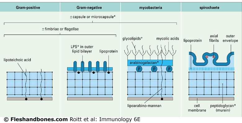 Different immunological mechanisms have evolved to destroy the cell-wall structure of the different groups of bacteria. All types have an inner cell membrane and a peptidoglycan wall.