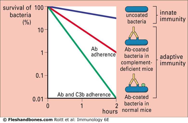 Uncoated bacteria are phagocytosed rather slowly (unless the alternative pathway is activated by the strain of bacterium); on coating with antibody, adherence to