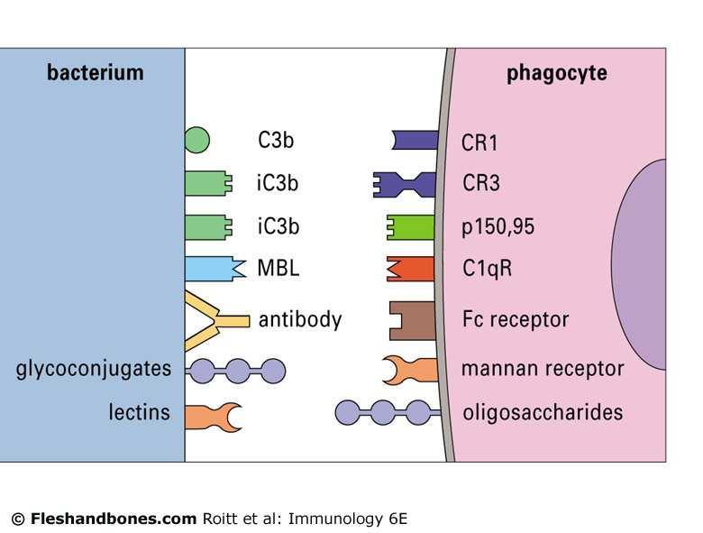 A variety of molecules facilitate the binding of the organisms to the phagocyte membrane.