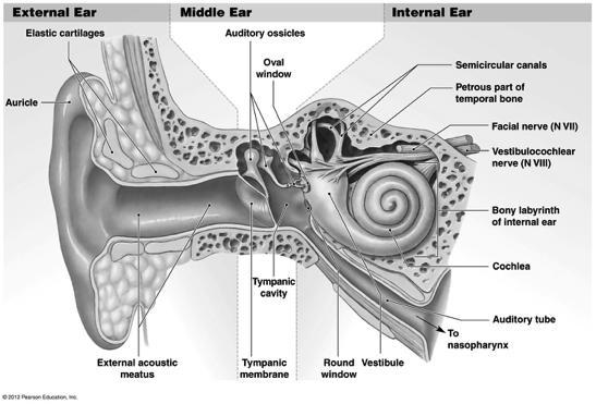 Equilibrium sensations originate within the inner ear, while