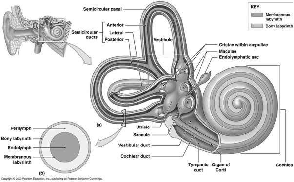 ! Chapter 17 Part 2 Special Senses! Membranous Labyrinth! 2. Membranous labyrinth! Lined with epithelium! Contains endolymph! Secreted by stria vascularis (of cochlear duct)!