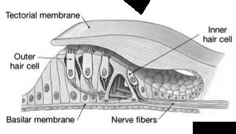 Organ of Corti (Spiral Organ) Figure 17-28! Sits on basilar membrane (or lamina, or plate)! Membrane moves in response to pressure waves in perilymph! Hair cells! Have stereocilia! Tectorial membrane!