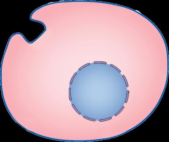 stimulation of the ovary causes an increase of LH receptors.