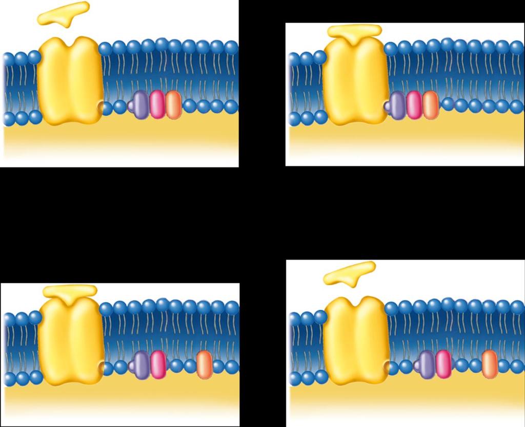 Receptors that Activate G Proteins Copyright The McGraw-Hill Companies, Inc. Permission required for reproduction or display. Water soluble hormone Water soluble hormone binds to its receptor.