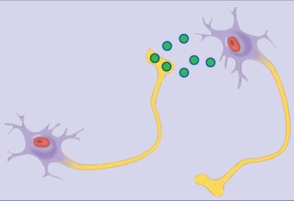 by neurons; secreted into a synaptic cleft by presynaptic nerve terminals; travels short distances;
