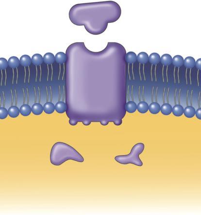 Receptors That Phosphorylate Intracellular Proteins Copyright The McGraw-Hill Companies, Inc. Permission required for reproduction or display.