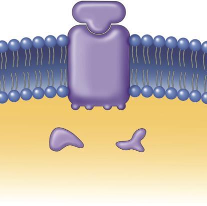 membrane. When the receptor is not bound to a hormone, these sites remain unphosphorylated. P P P P Hormone bound to its receptor. Hormones bind to membrane-bound receptors.