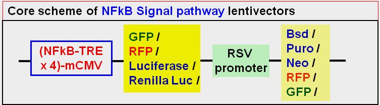 signaling reporter cells (to generate pathway specific sensor cell lines), or they can be used as internal reference for virus transduction efficiency when a fluorescent marker is under the RSV
